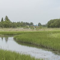 речка Сваная Смоленская область поселок Красный :: Алексей Булак