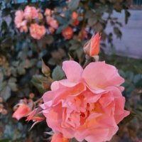 Розовый рай! :: Надежда 