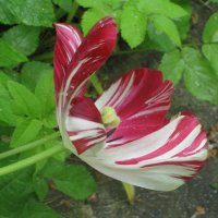 Тюльпан полосатый :: Дмитрий Никитин