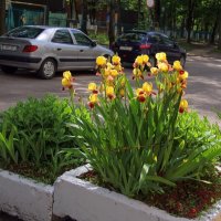 *** :: Роланд Дубровский