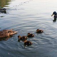 Утята :: Сапсан 