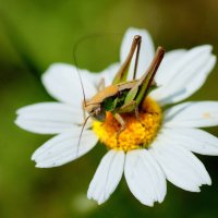 Из снятого сегодня 1 :: Александр Прокудин Из снятого сегодня 1 :: Александр Прокудин