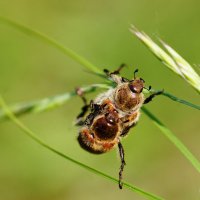 из снятого сегодня  4 :: Александр Прокудин