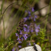 Бабочка :: Андрей + Ирина Степановы Бабочка :: Андрей + Ирина Степановы