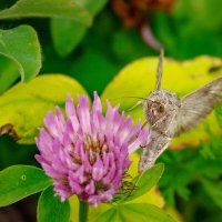 Нектарчику... :: Николай Гирш