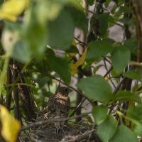 Обыкновенная овсянка :: Константин Сафронов