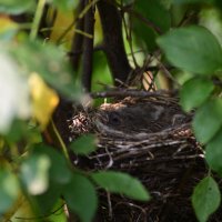 Обыкновенная овсянка :: Константин Сафронов