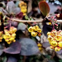 Цветение барбариса :: Veera V Цветение барбариса :: Veera V