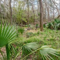 Лес. Юго-восточный Техас, весна :: **** vedin