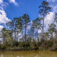 Лес. Юго-восточный Техас, весна :: **** vedin