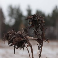 ...в осеннем танце :: Андрей Петренко