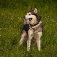 Ярик. :: leff Postnov