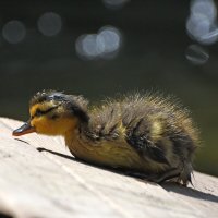 Весна в Аптекарском... :: Наташа *****