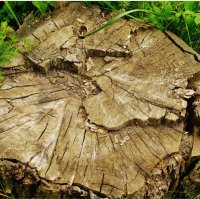 ПЕНЬ... :: Elvira E. ПЕНЬ... :: Elvira E.