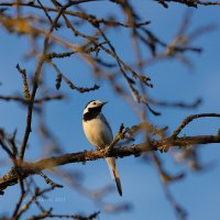 Белая трясогузка :: Александр Синдерёв