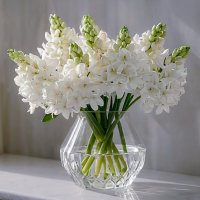 Гиацинт :: Aleksey Afonin