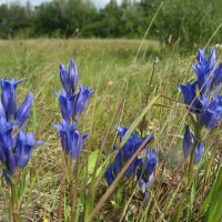 Горечавка :: Anna Ivanova