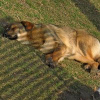 . :: Александр Хоменко