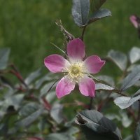 ** :: Зоя Мишина