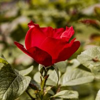 Цветок аленький. :: Петр Беляков