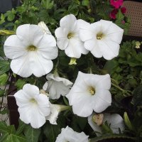 Петунии :: Freddy 97