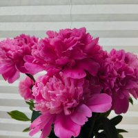 Время пионов :: Галина Бобкина Время пионов :: Галина Бобкина