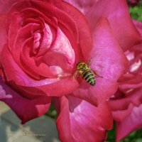 В поисках залежей нектара :: Игорь Сарапулов