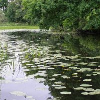 Тихое место :: Николай ntv