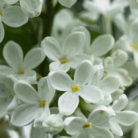 White Lilac | 15 :: Sergey Sonvar