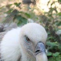 орел :: Мария Реброва