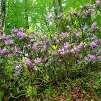 Рододендрон :: Tata Wolf