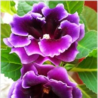 Глоксиния :: Татьяна Осипова(Deni2048) Глоксиния :: Татьяна Осипова(Deni2048)