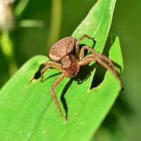 Паук :: Геннадий Супрун