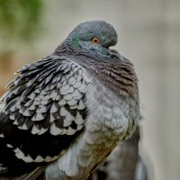 Голубок :: Александр Леонов