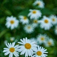 ромашки :: Александр Леонов