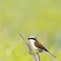 Сорокопут :: Валерий Черняк