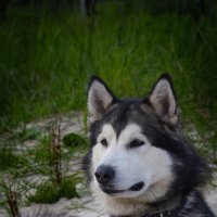 Ярик. :: leff Postnov