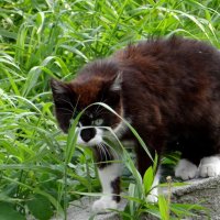 Настороже... :: Антонина Гугаева