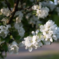 Яблони цвет :: Павел Харлин