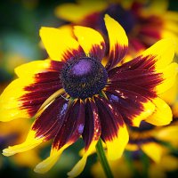 они на радость нам даны :: Олег Лукьянов