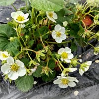 Клубничка :: Veera V