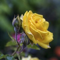Жёлтая  роза :: Валентин Семчишин