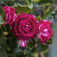 В нашем палисаде :: Валентин Семчишин