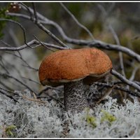 С подосиновиком... :: Aleksandr Gal