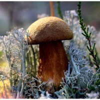 Моховик... :: Aleksandr Gal