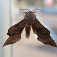 Бражник тополевый :: Андрей Л. В.