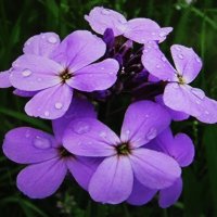 Ароматная красота :: Людмила Смородинская