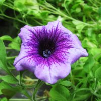 Петуния :: Людмила Смородинская Петуния :: Людмила Смородинская