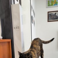 Обитательница кафе. :: Ольга 