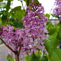 Вот и лето пришло :: Галина Минчук Вот и лето пришло :: Галина Минчук